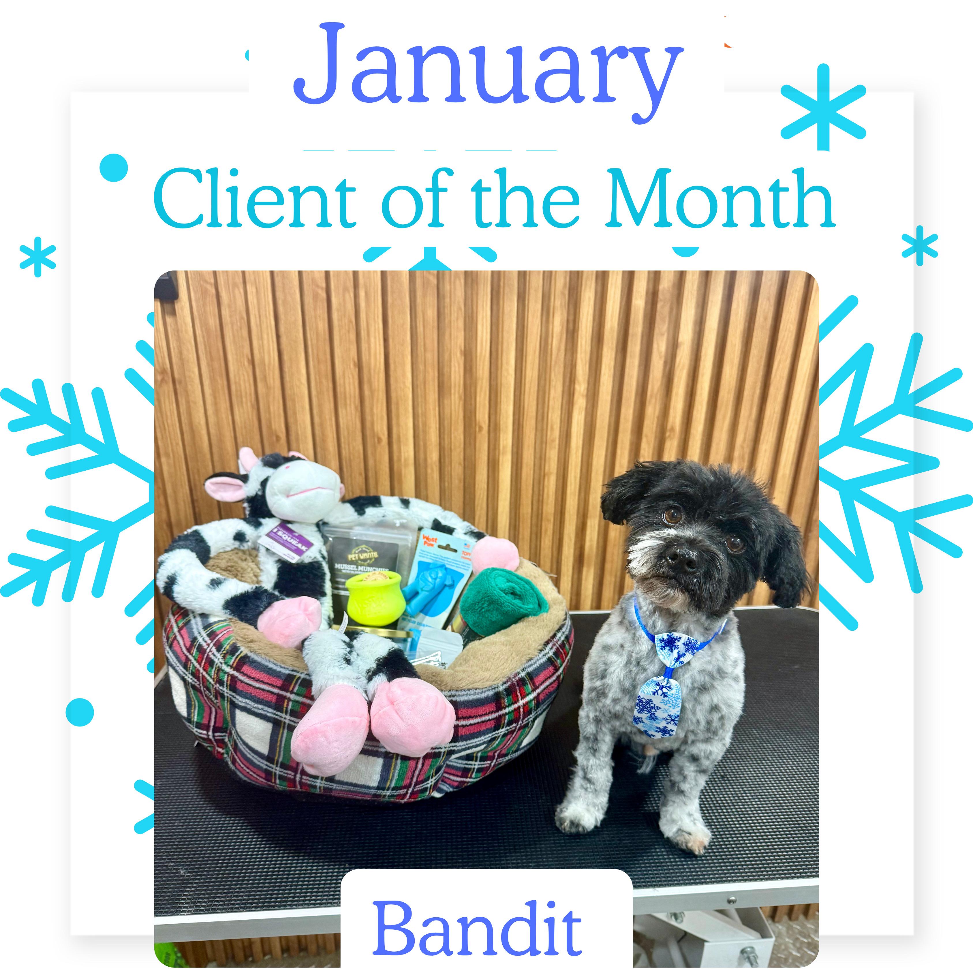 Bandit, January 2026 Client of the Month