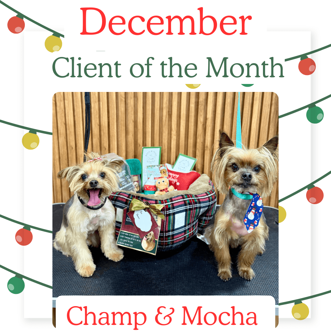 Champ & Mocha, December 2025 Client of the Month